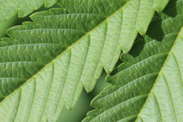 CanIDeal Announces Vendor Build Launch - CanIDeal