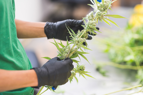 Join CanIDeal At The MoneyShow San Francisco - CanIDeal