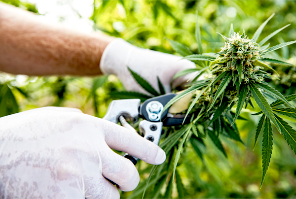 Join the Digital Revolution! Secure a Spot on CanIDeal Today - CanIDeal