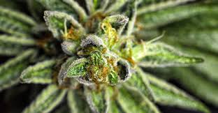 What Are Cannabis Terpenes? Why Do They Matter? - CanIDeal