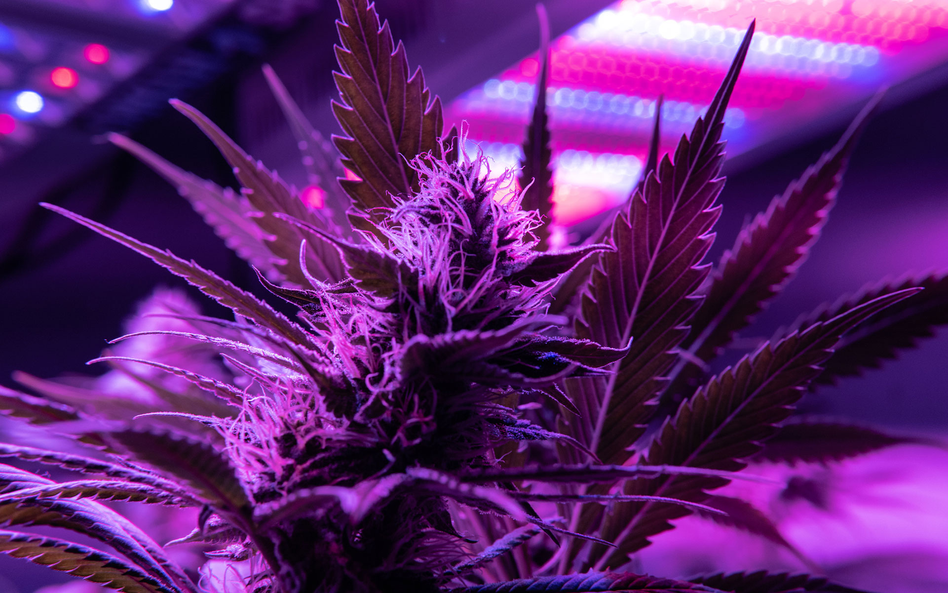 Top 4 Most Frequently Asked Questions About Cannabis (You might be surprised by the answer to #4) - CanIDeal