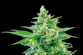 So you’ve heard of CBD and THC — but have you heard of CBN? - CanIDeal