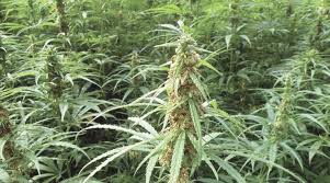 8 Unexpected Ways Hemp Could Save the World - CanIDeal